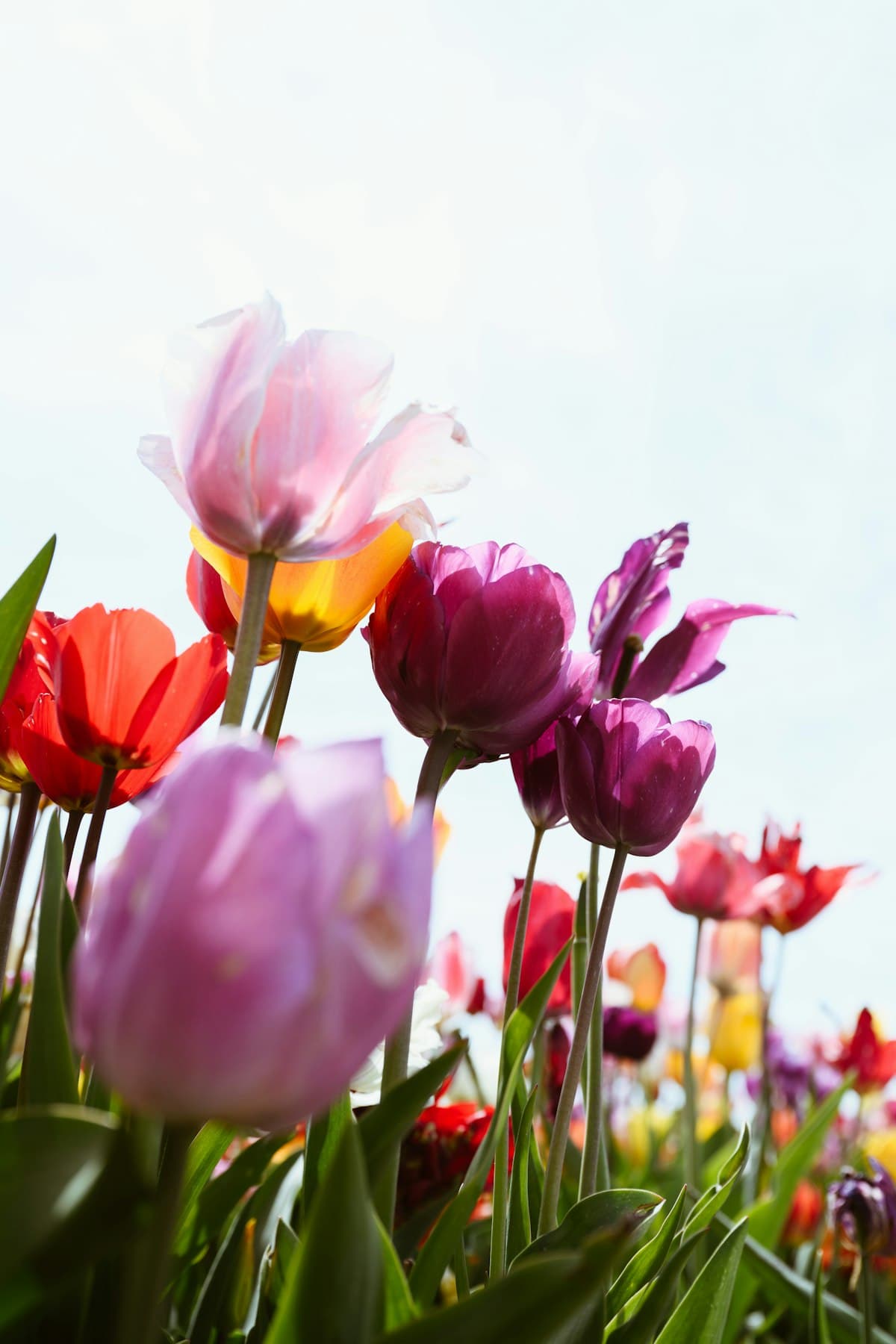 Close-up of pink and purple tulips against a blue sky